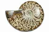 Polished Ammonite (Cleoniceras) Fossil - Madagascar #344290-1